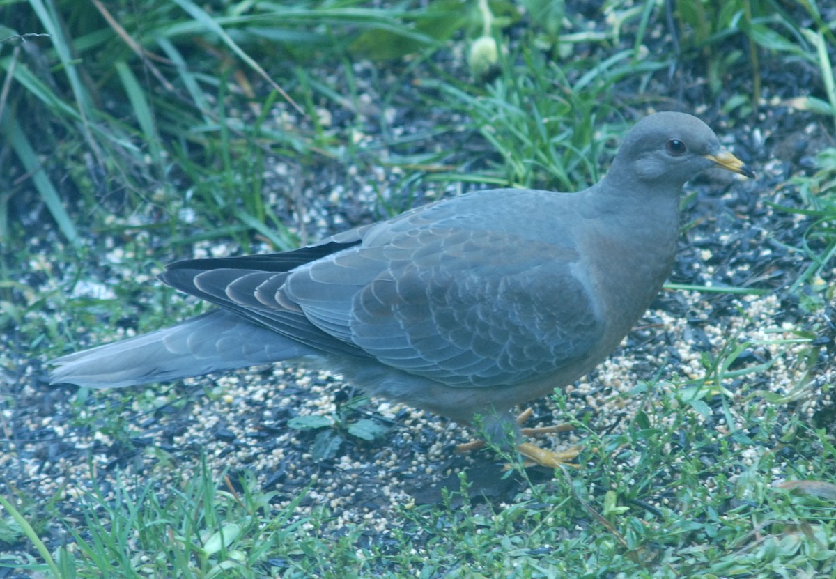 Band-tailed Pigeon - ML610090387
