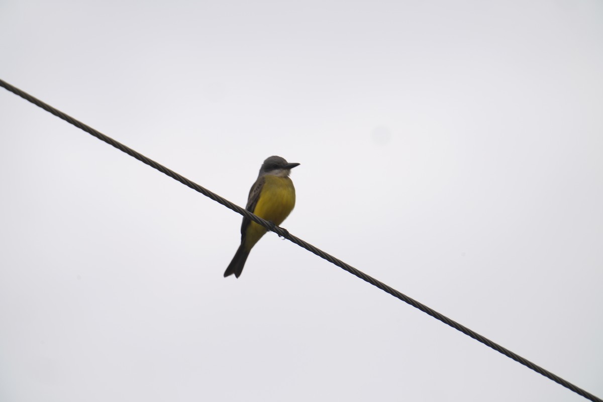 Tropical Kingbird - ML610090436