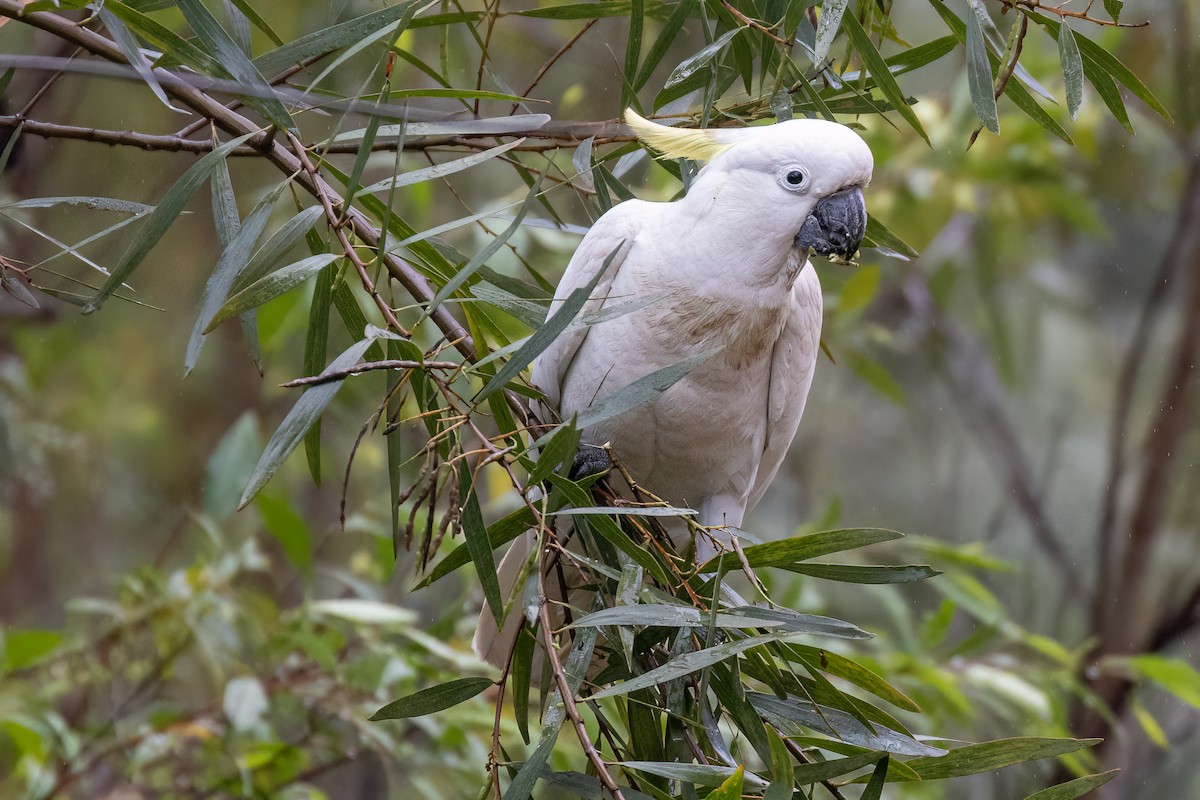 Sulphur-crested Cockatoo - ML610090539