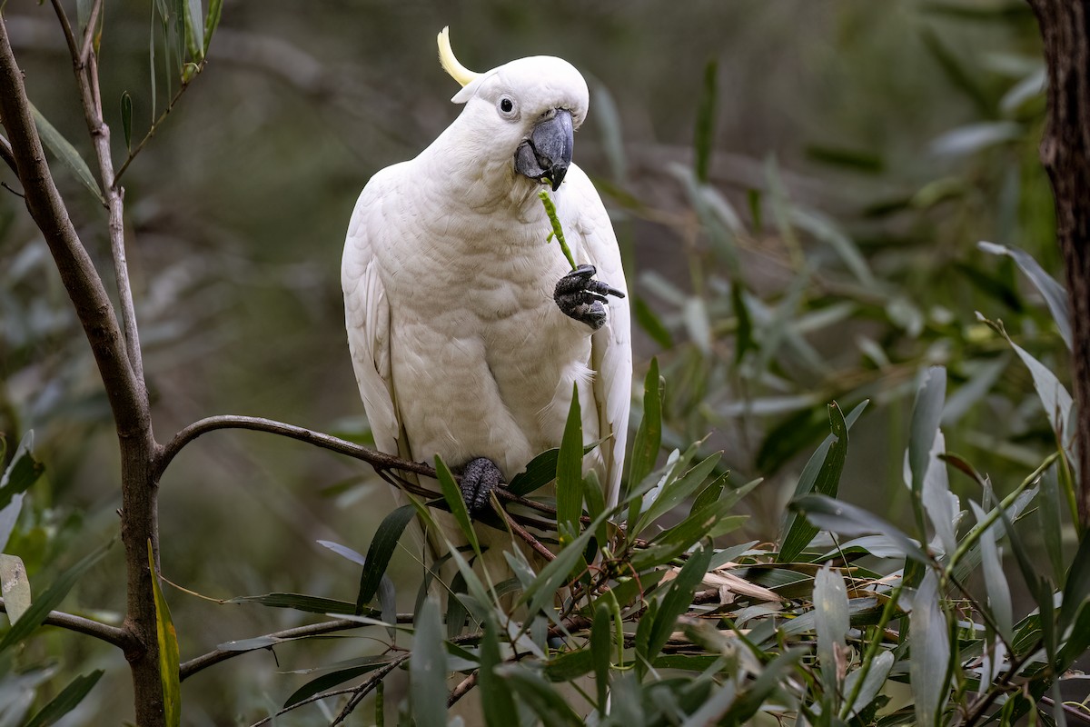 Sulphur-crested Cockatoo - ML610090540