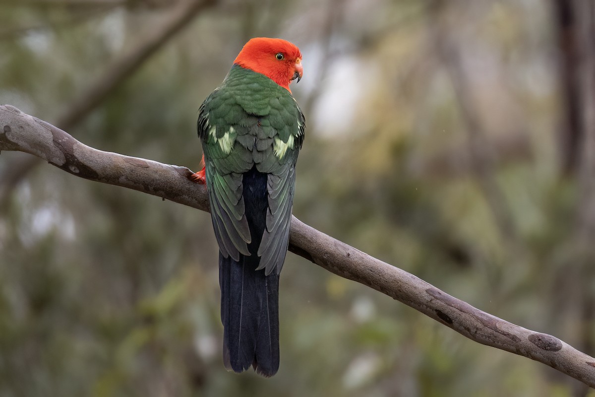 Australian King-Parrot - ML610090543