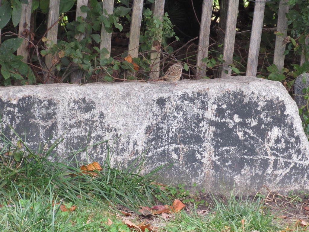 Song Sparrow - ML610090587