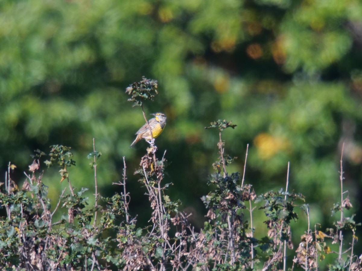 Eastern Meadowlark - ML610090662