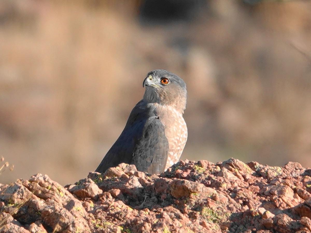 Cooper's Hawk - ML610090705