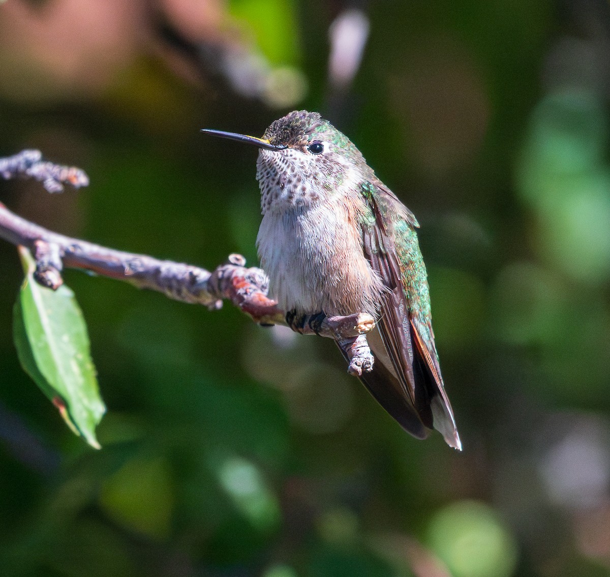 Broad-tailed Hummingbird - Lois Farrington