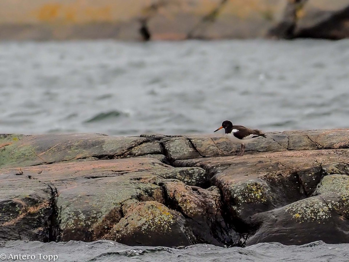 Eurasian Oystercatcher - ML610090841