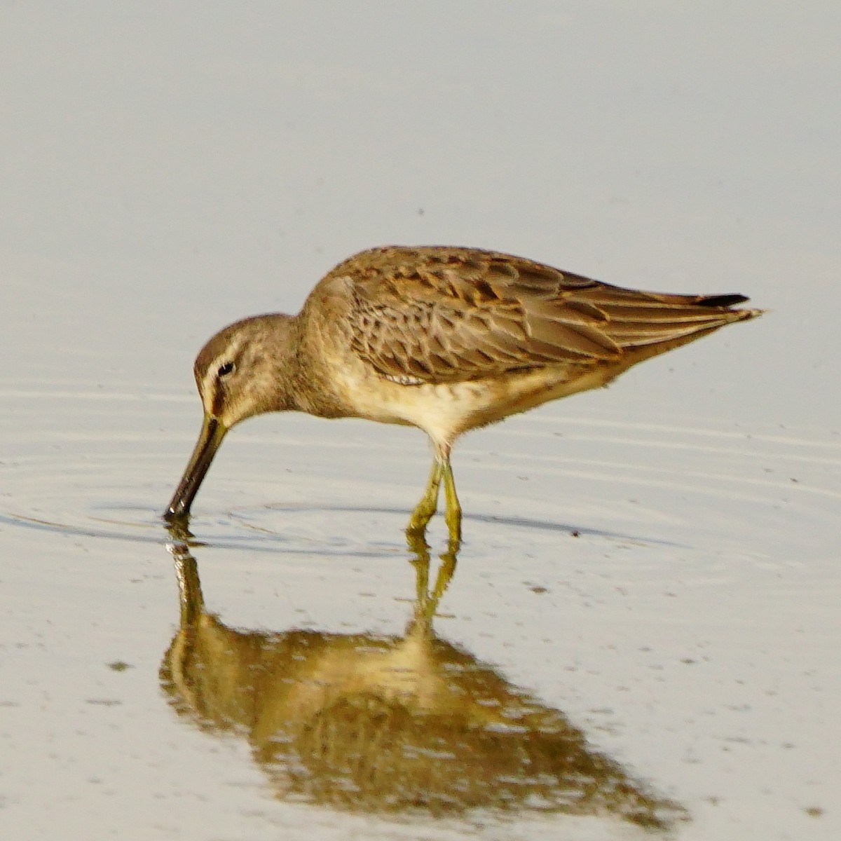 Long-billed Dowitcher - ML610090844