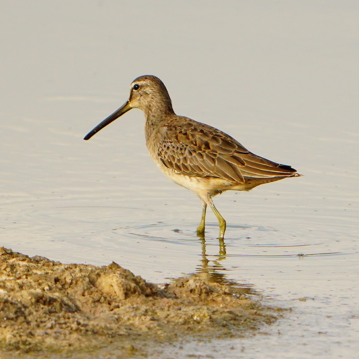 Long-billed Dowitcher - ML610090845