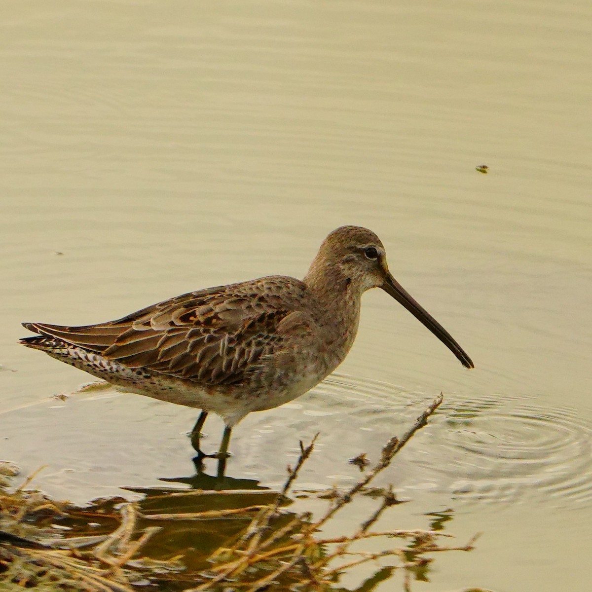 Long-billed Dowitcher - ML610090846