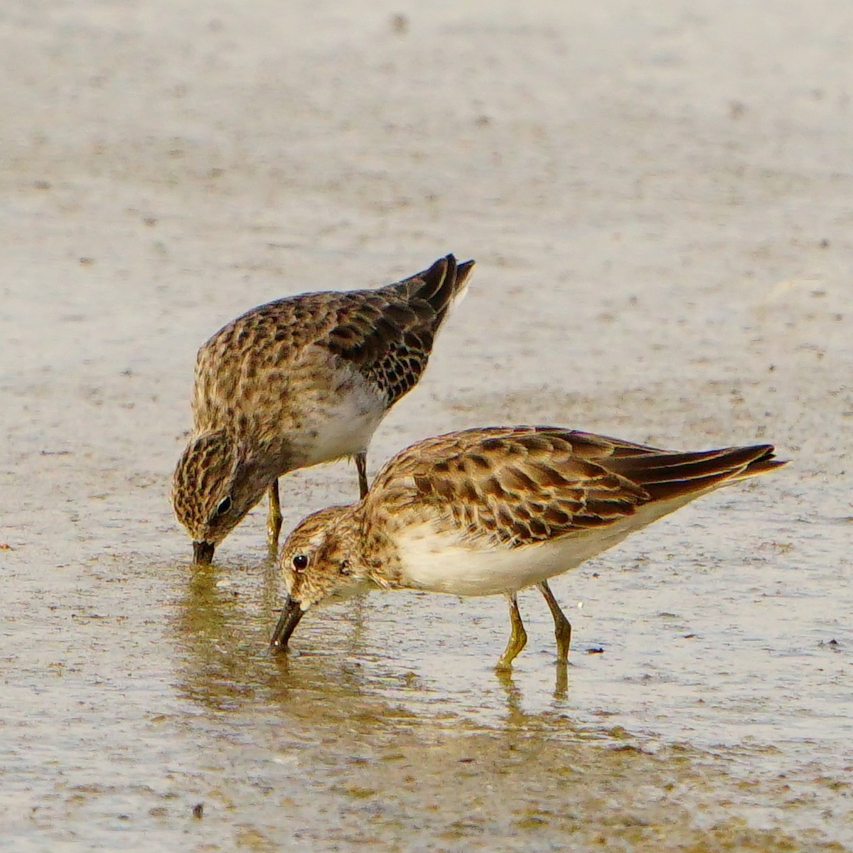 Least Sandpiper - ML610090847