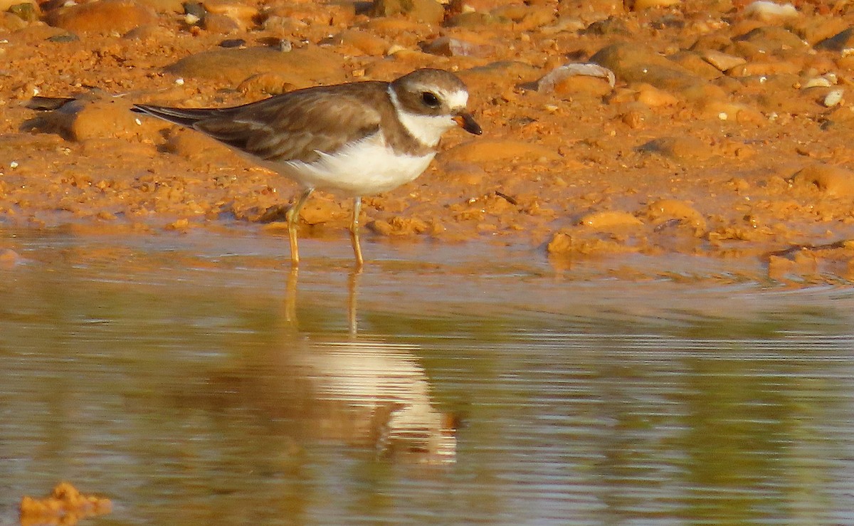 Semipalmated Plover - ML610090861