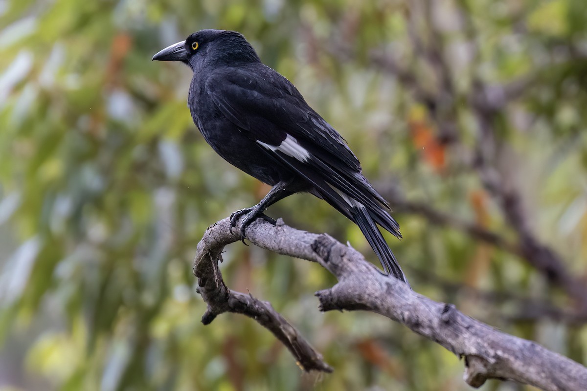 Pied Currawong - ML610090982