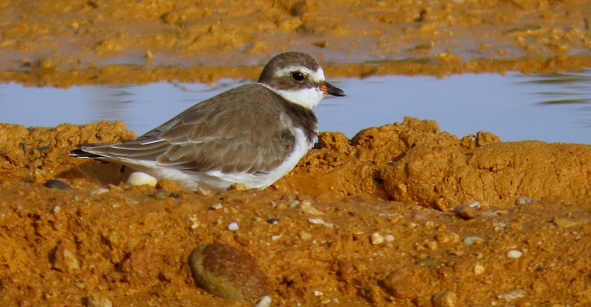 Semipalmated Plover - ML610091106