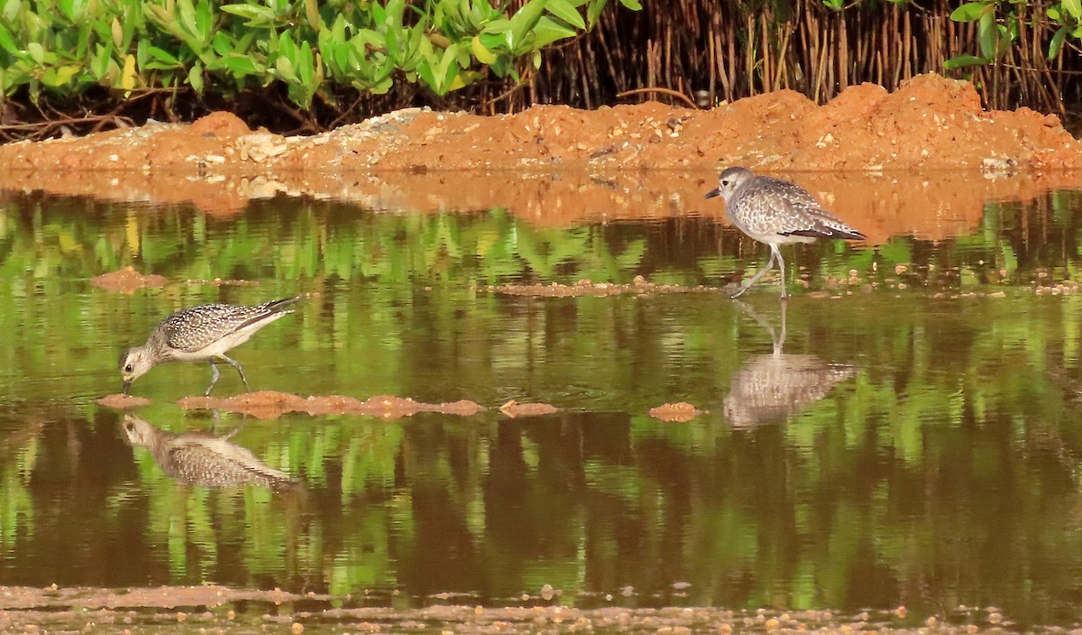 Black-bellied Plover - ML610091113