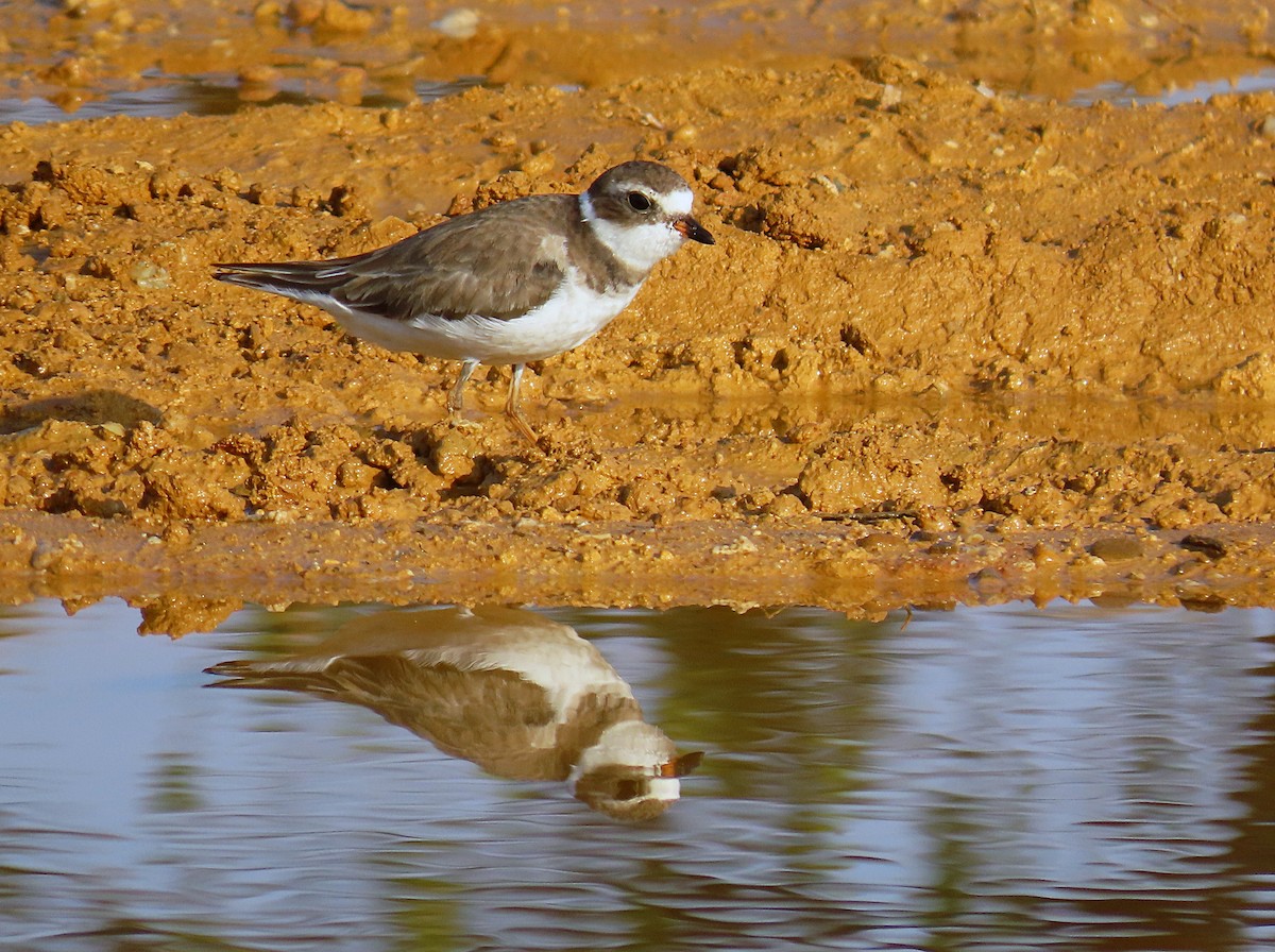 Semipalmated Plover - ML610091117