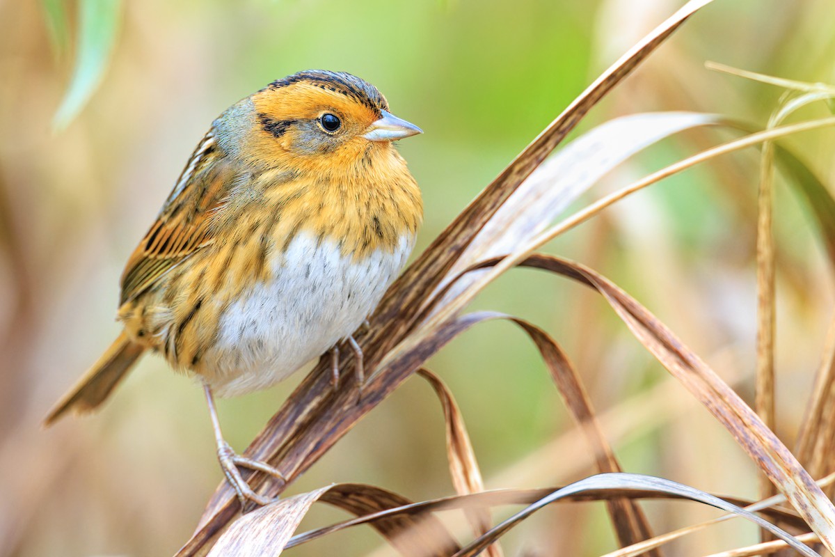 Nelson's Sparrow - ML610091215