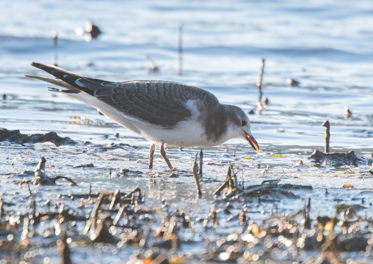 Sabine's Gull - Esther Sumner