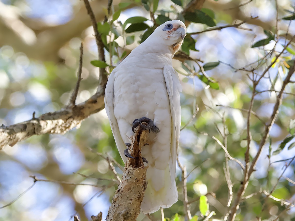 Cacatoès corella - ML610091294