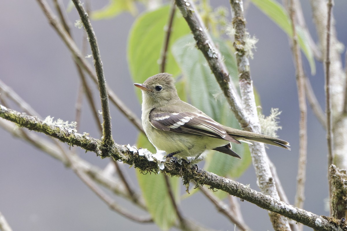 White-crested Elaenia - ML610091369