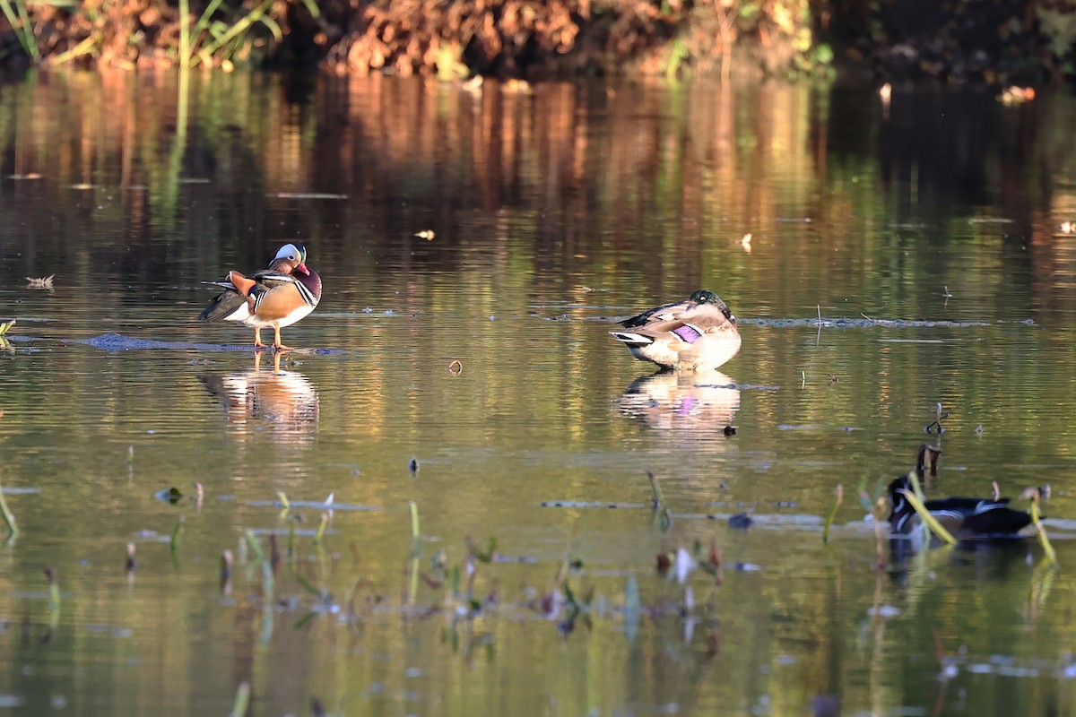 Mandarin Duck - ML610091450