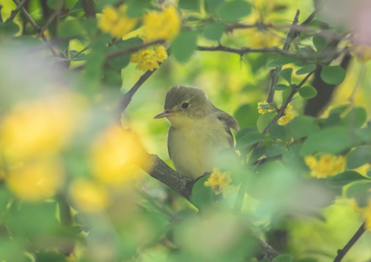 Icterine Warbler - Michelle Schreder