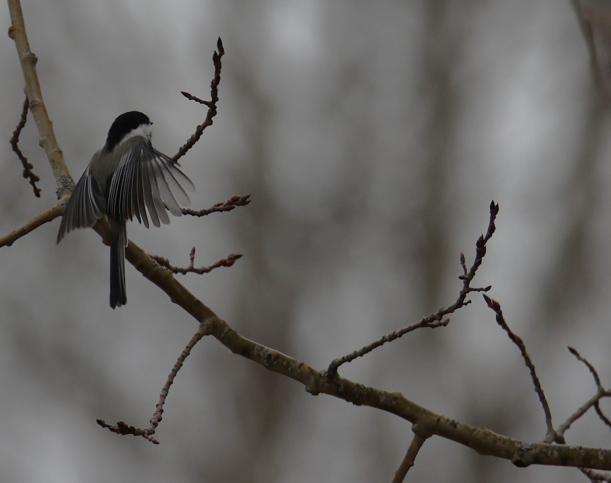 Black-capped Chickadee - Walter Thorne