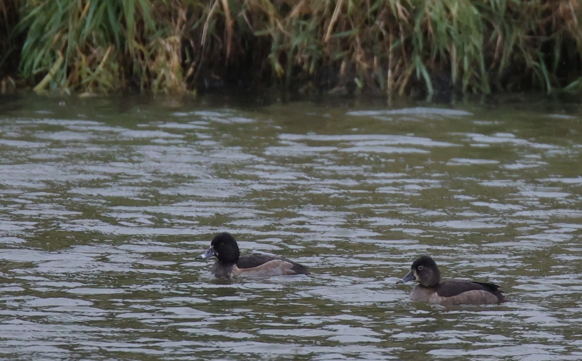 Ring-necked Duck - Walter Thorne