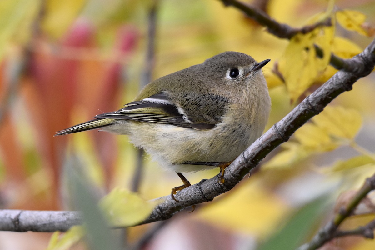 Ruby-crowned Kinglet - ML610091556