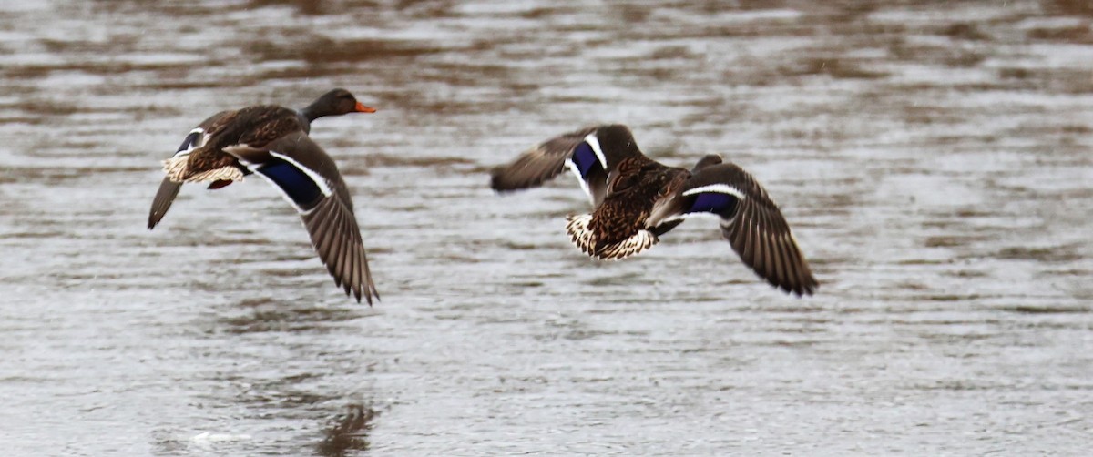 Mallard - Walter Thorne