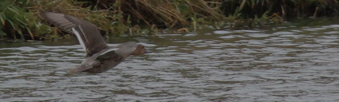 Northern Pintail - Walter Thorne