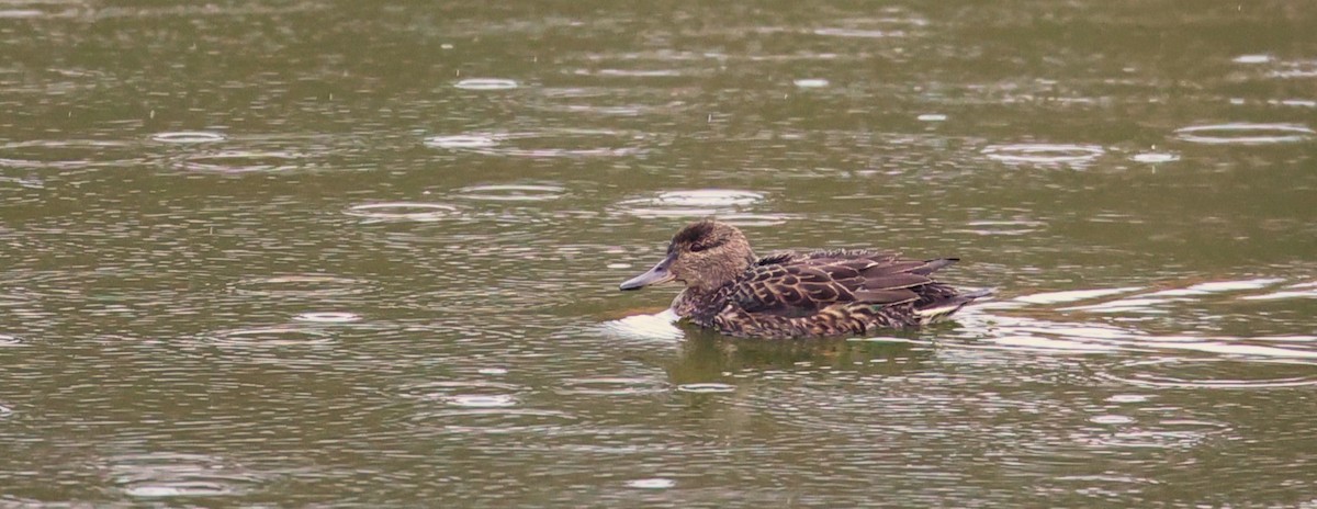 Green-winged Teal - Walter Thorne