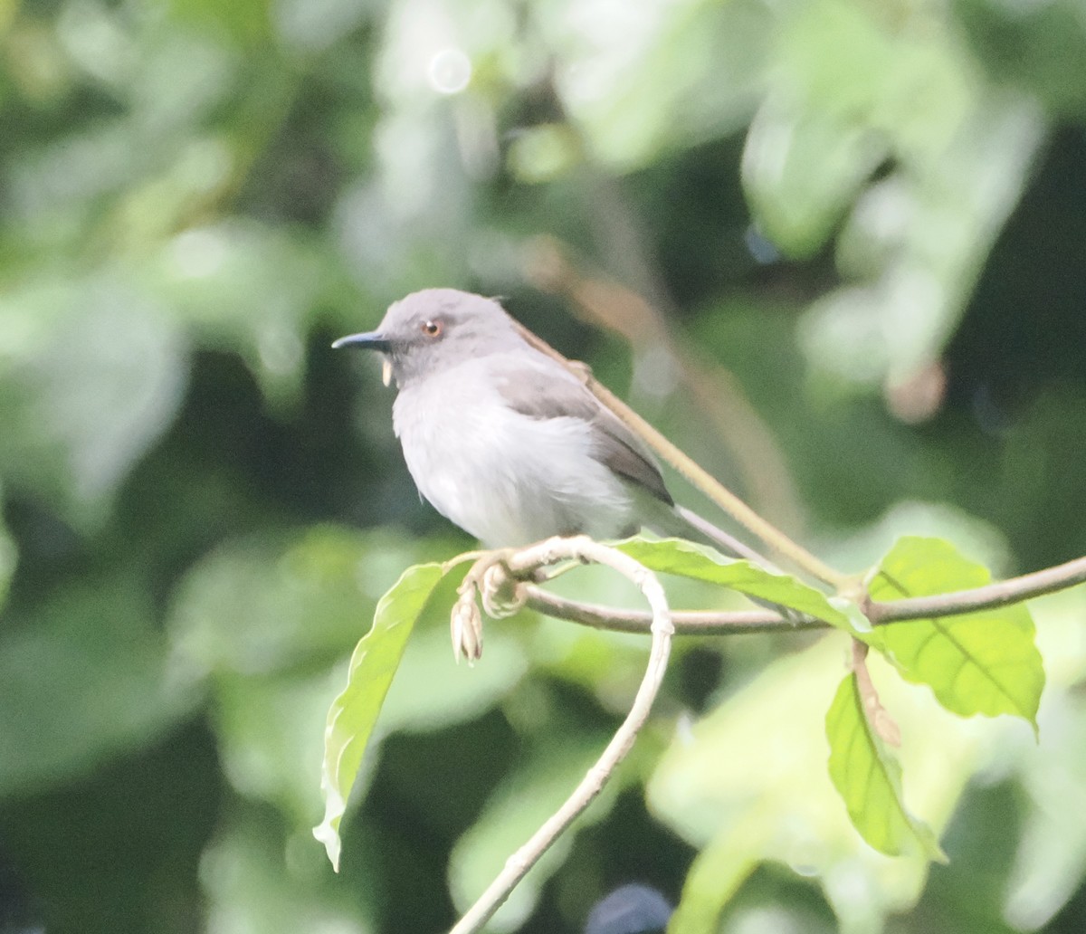 Sharpe's Apalis - ML610091662