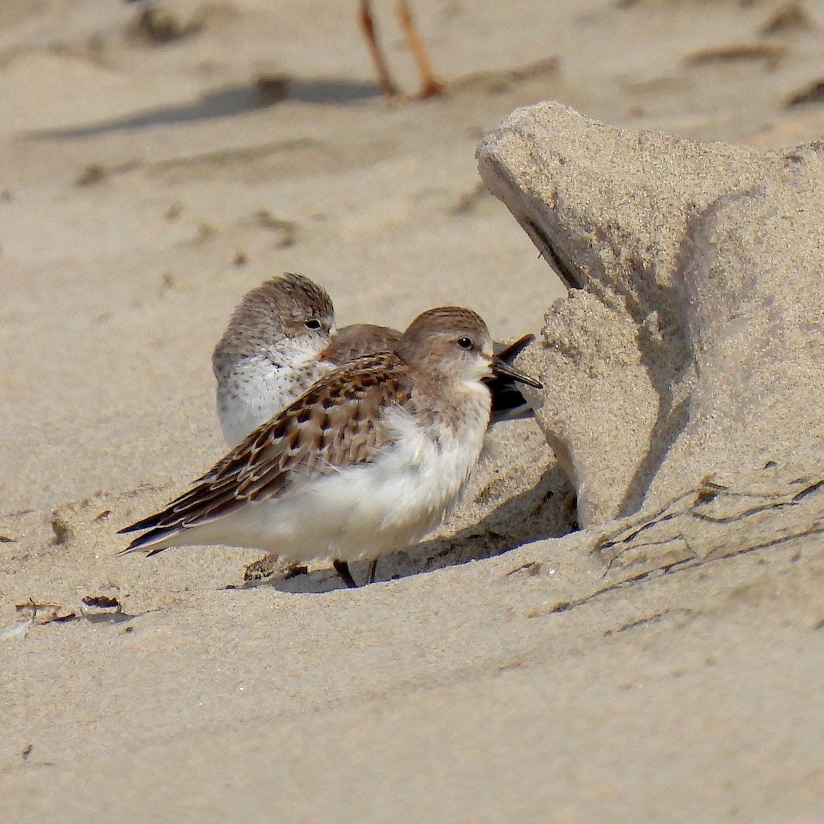 Red-necked Stint - ML610091766