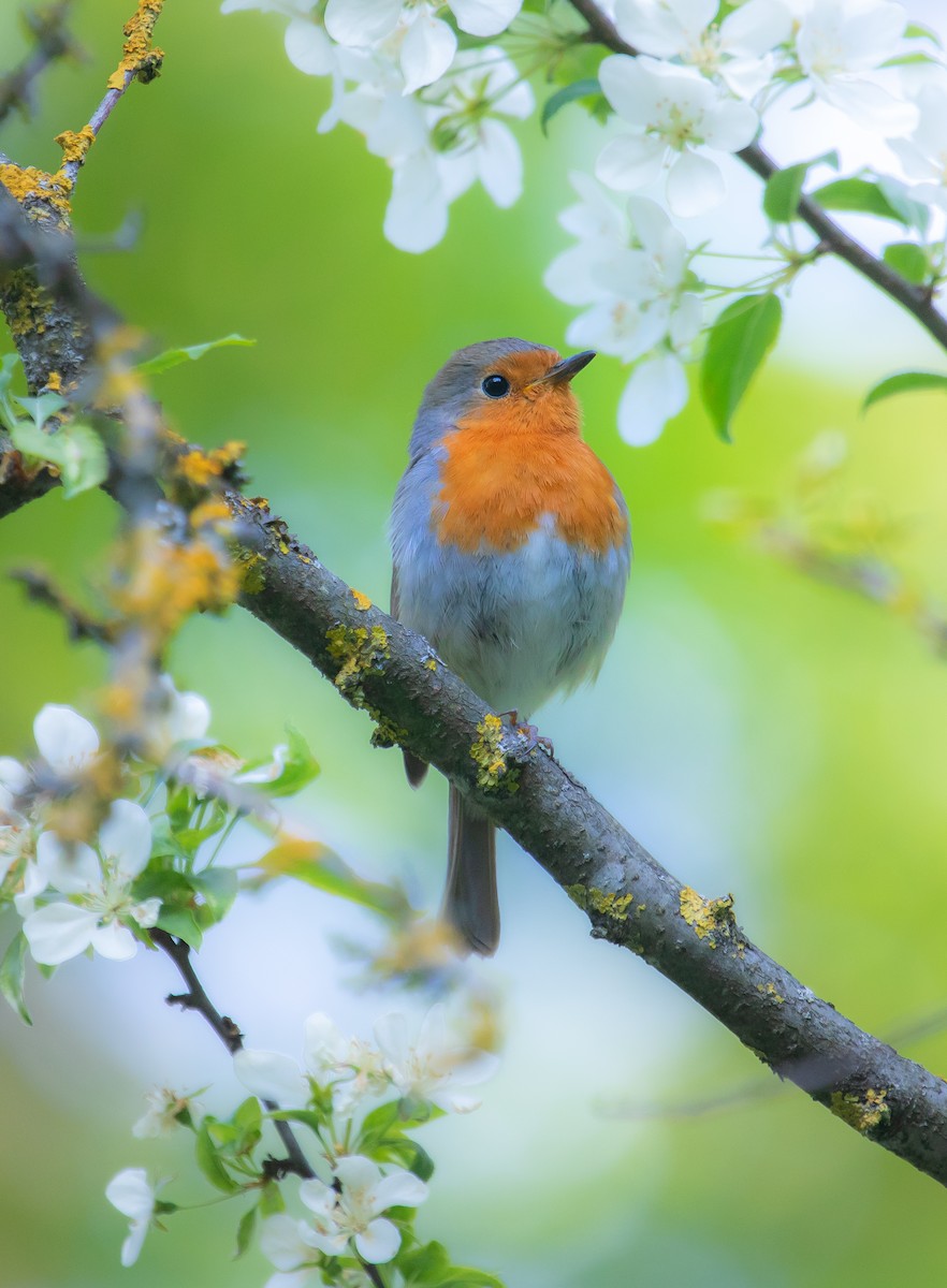 European Robin - Michelle Schreder