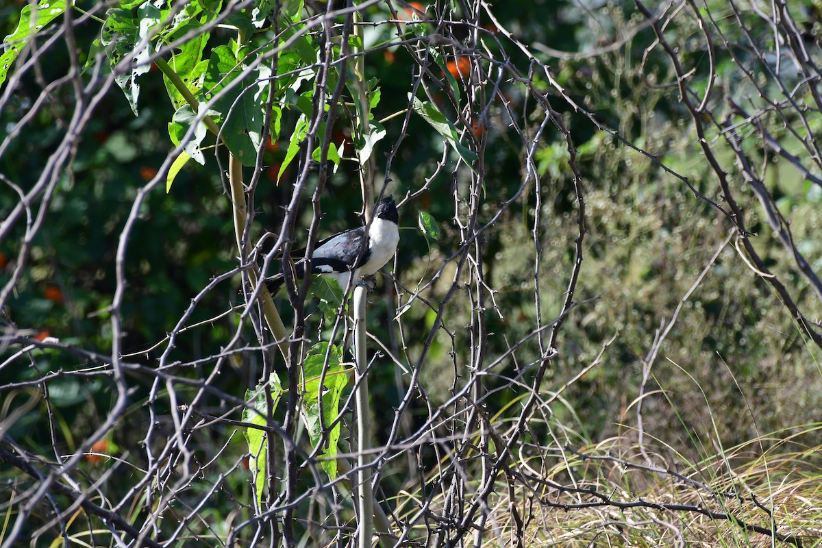 Pied Cuckoo - Rohit Dwivedi