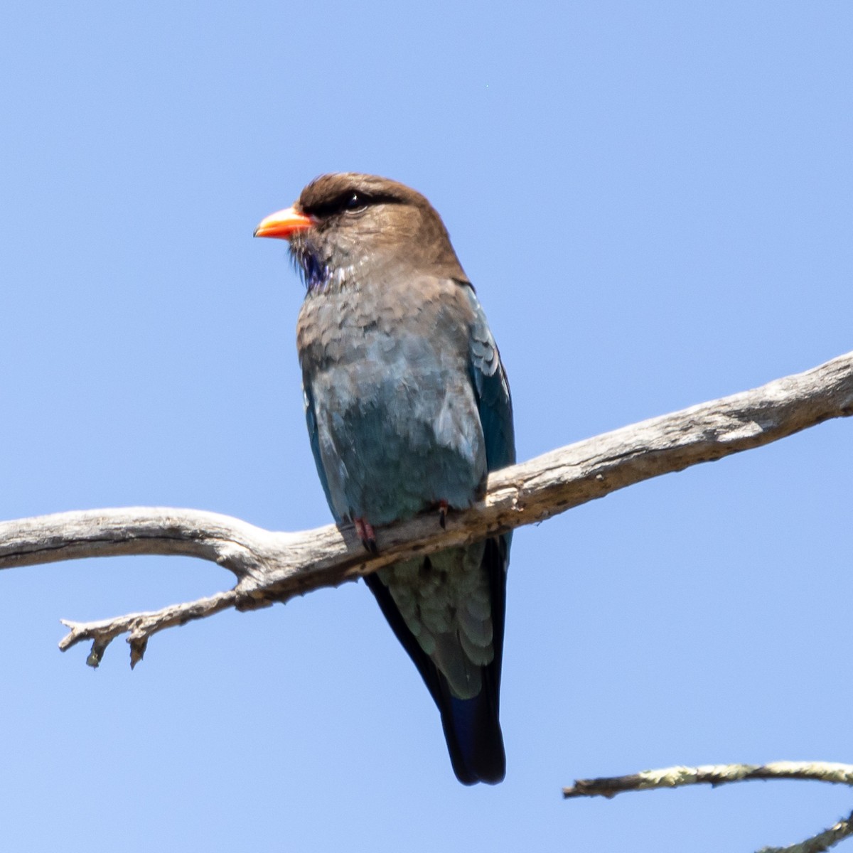 Dollarbird - ML610091891