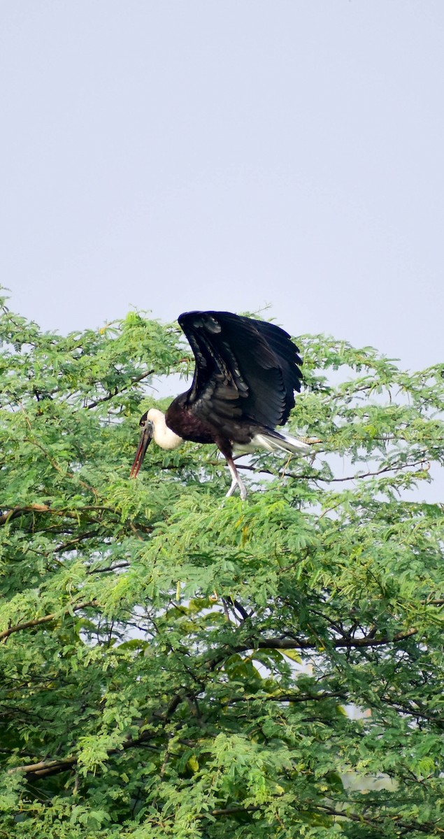 Asian Woolly-necked Stork - Rohit Dwivedi