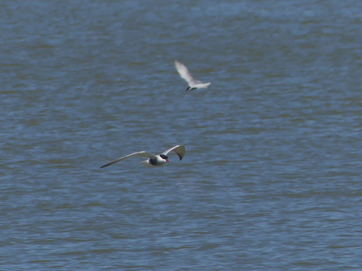 Whiskered Tern - Andrew Wood