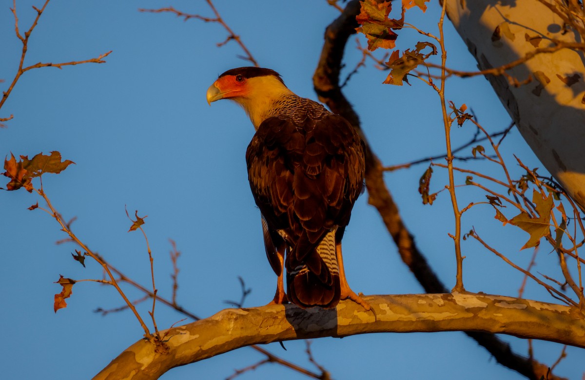 Crested Caracara (Northern) - ML610092048