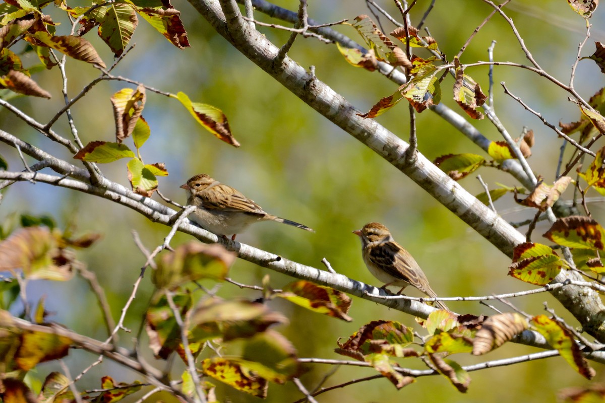 Clay-colored Sparrow - Ardell Winters