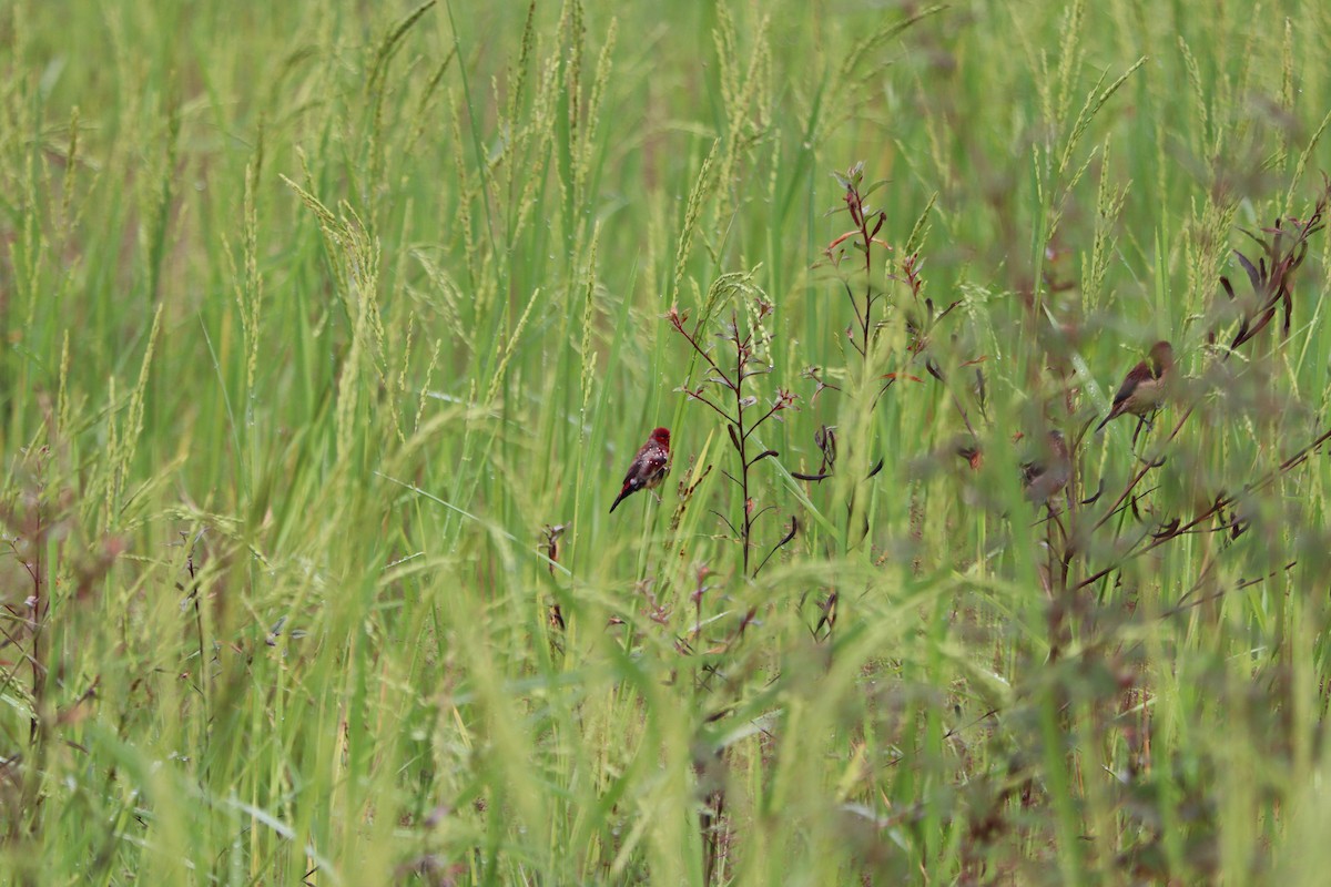 Red Avadavat - ML610092144