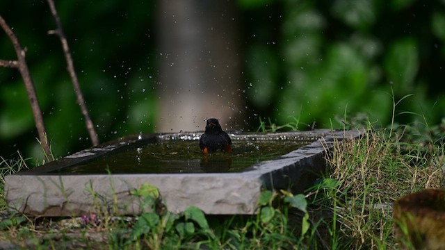 Black Redstart - ML610092181