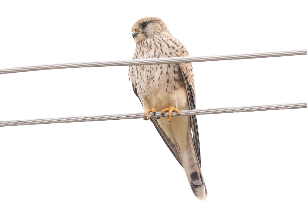 Eurasian Kestrel - ML610092350