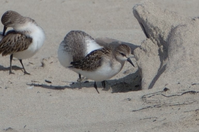 Red-necked Stint - ML610092383