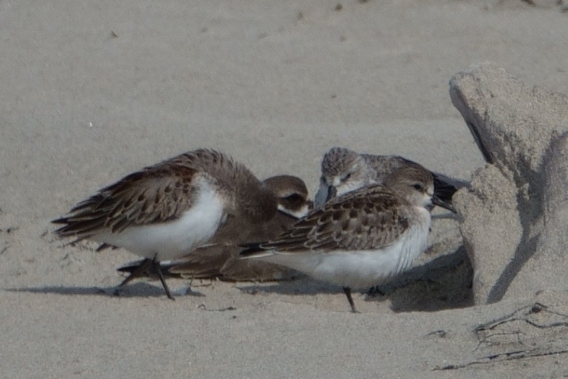 Red-necked Stint - ML610092384