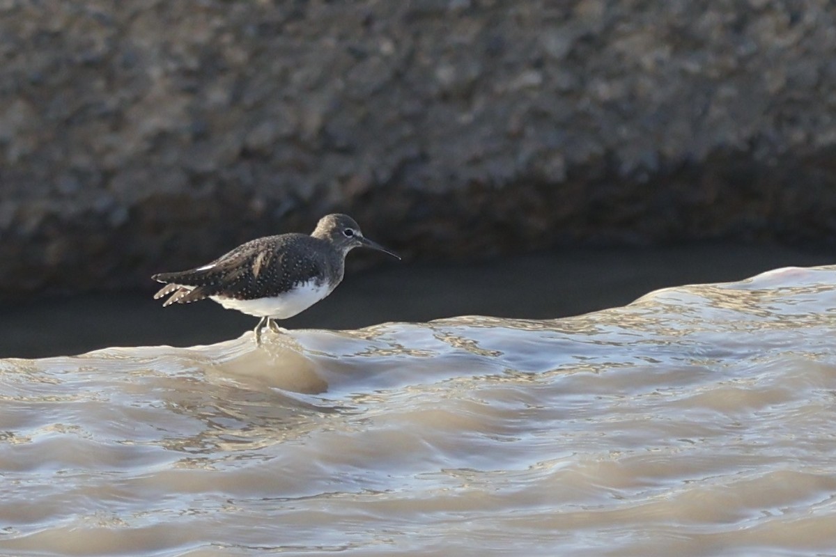 Green Sandpiper - ML610092410