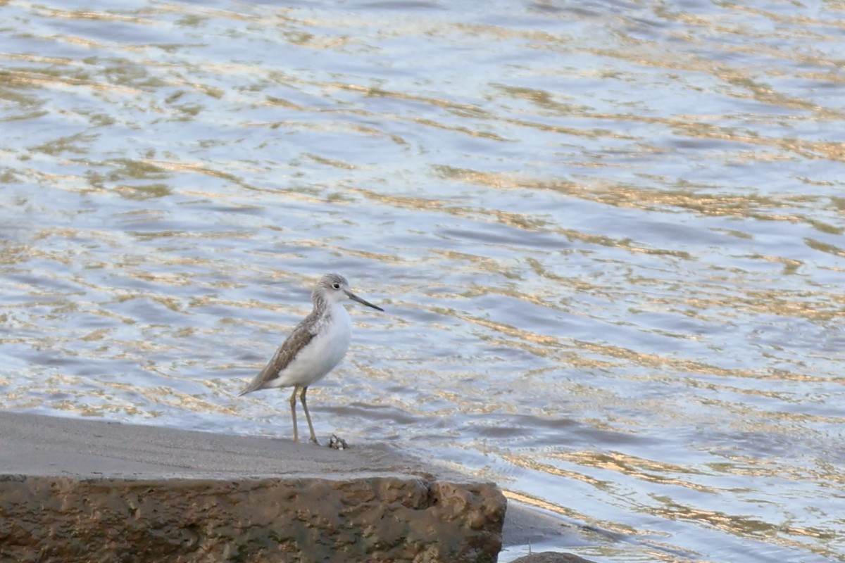 Common Greenshank - ML610092415