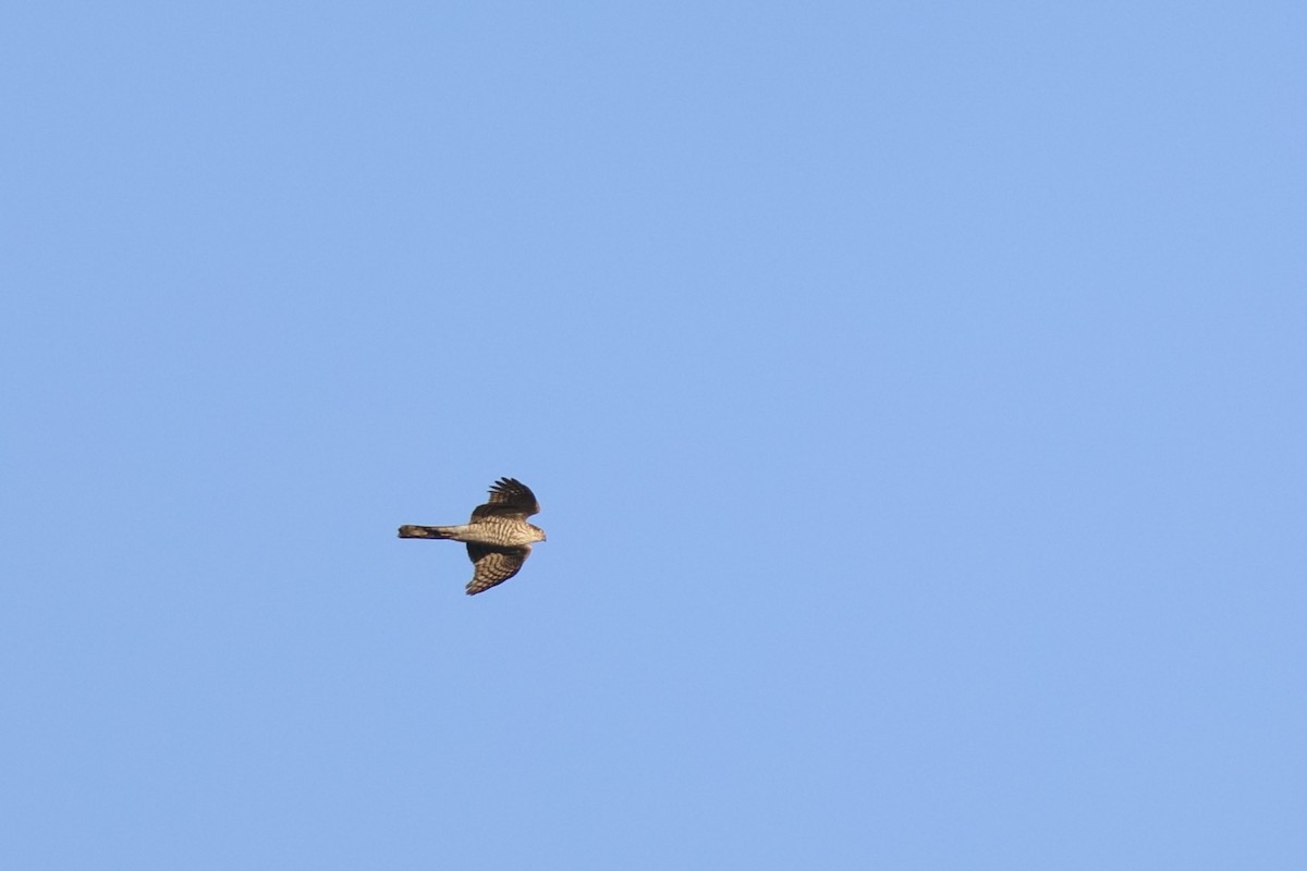 Eurasian Sparrowhawk - ML610092418