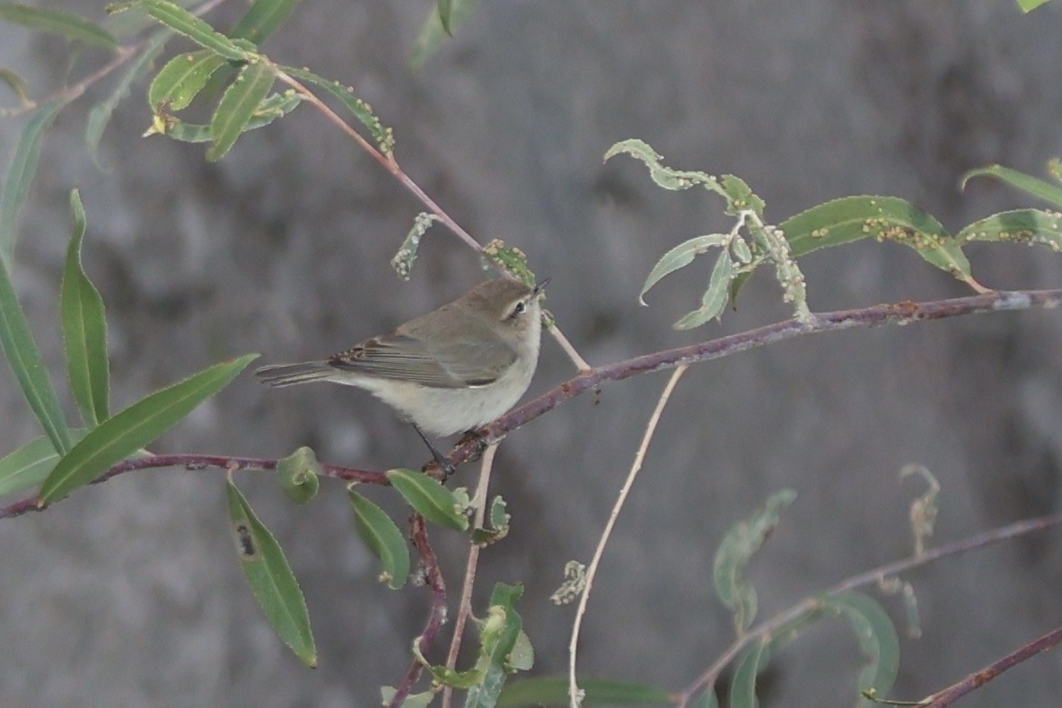 Common Chiffchaff - ML610092428