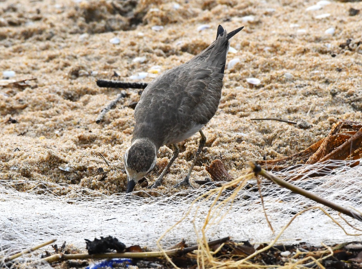 Caspian Plover - ML610092456